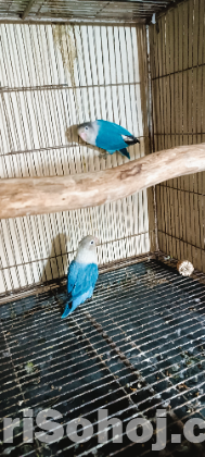 ব্লু ফিসার লাভ বার্ড মাস্টার পেয়ার
